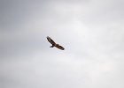 Arendbuizerd (long-legged buzzard) (buteo rufinus) - kloof bij Yolin Am (2)